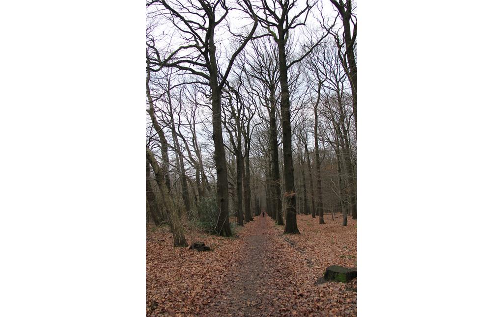 Gradliniger Waldweg im Tannenbusch (2013)
