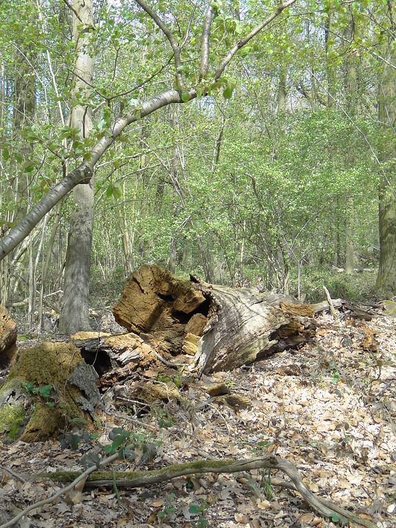 Totholz in einem Wald im Uedemerbruch (2012).
