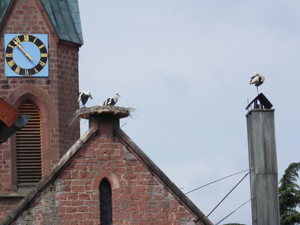 Turmuhr aus dem Jahre 1909 und Storchennest auf der evangelischen Kirche in Mackenbach (2017)