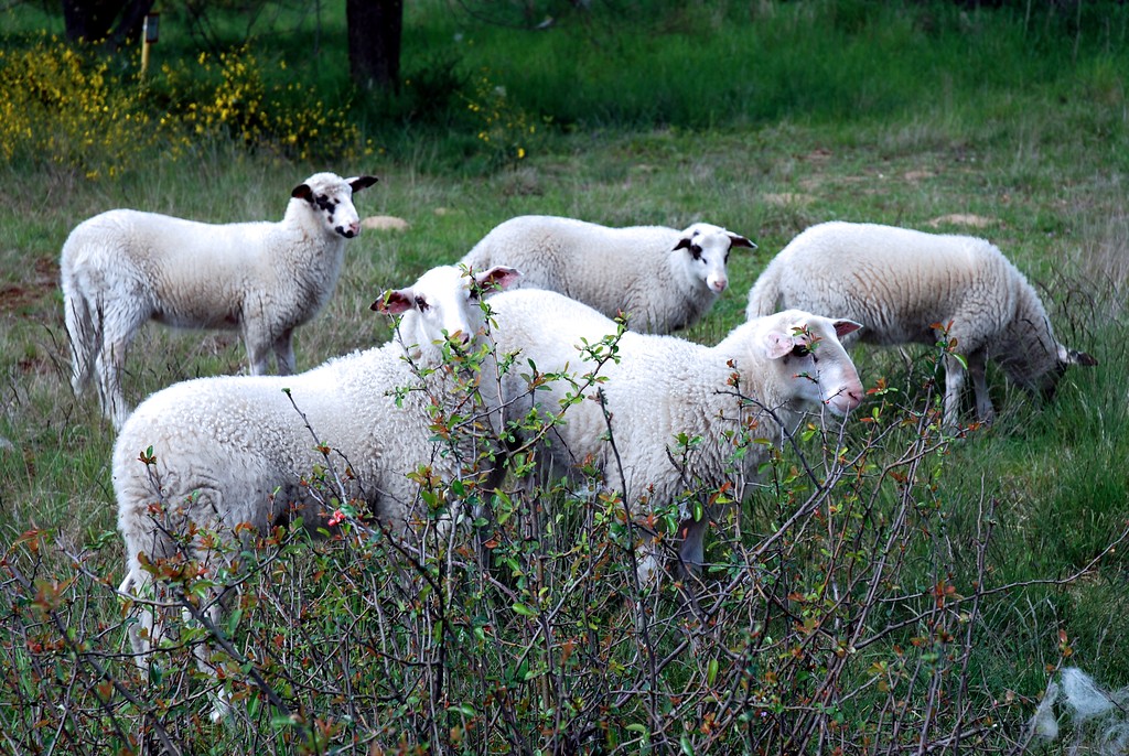 Schafe auf der Bullenwiese in Leverkusen (2008)