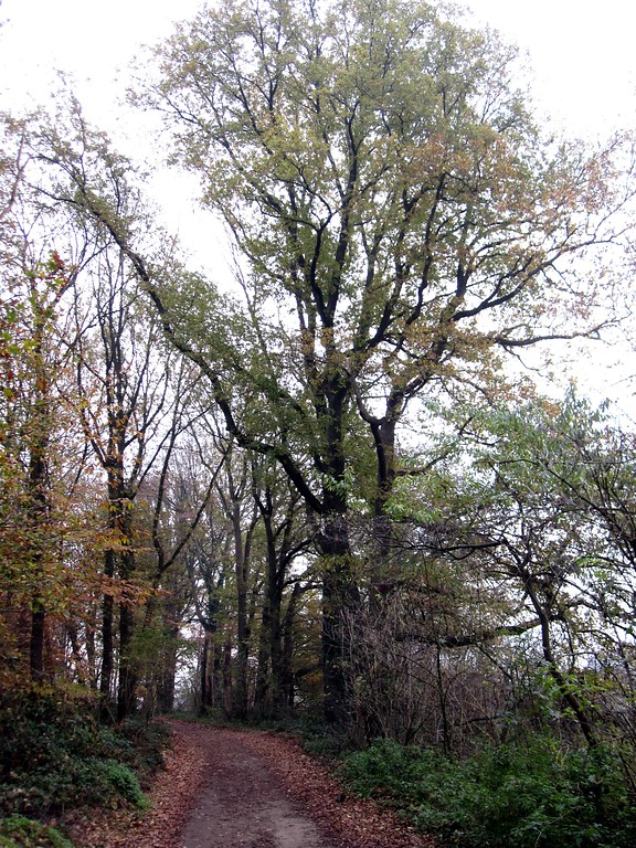 Altbaum am Rand eines Wirtschaftsweges im Reichswald bei Goch (2011)