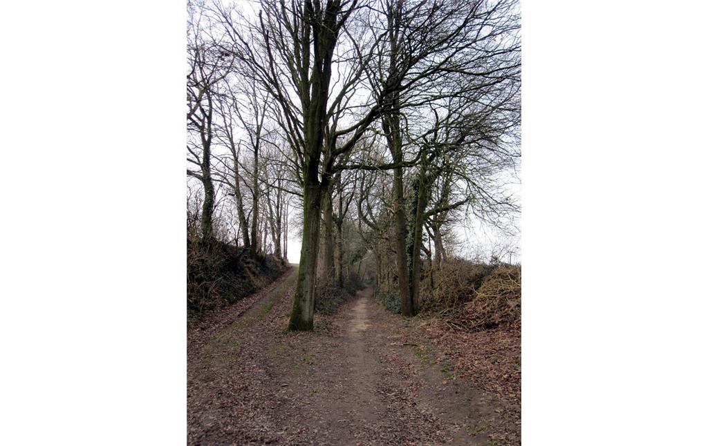 Hohlweg mit Baumreihen und einer ansteigenden Wegabzweigung in Uedem (2011)