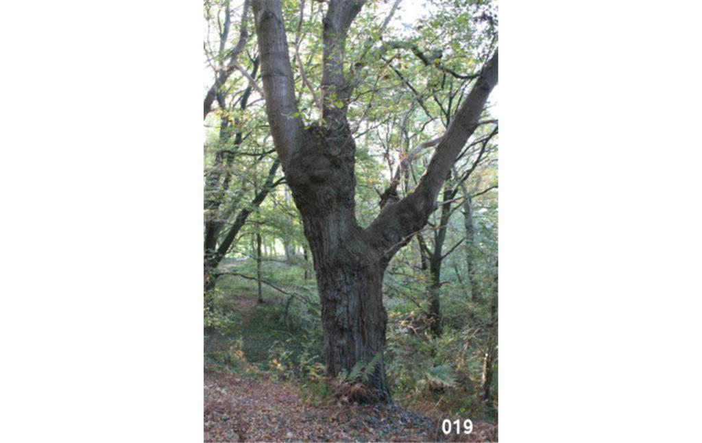 Beispiel der Wuchsformen von Kopfeichen am südlichen Rand des Waldgebietes der Leucht bei Issum (2007)