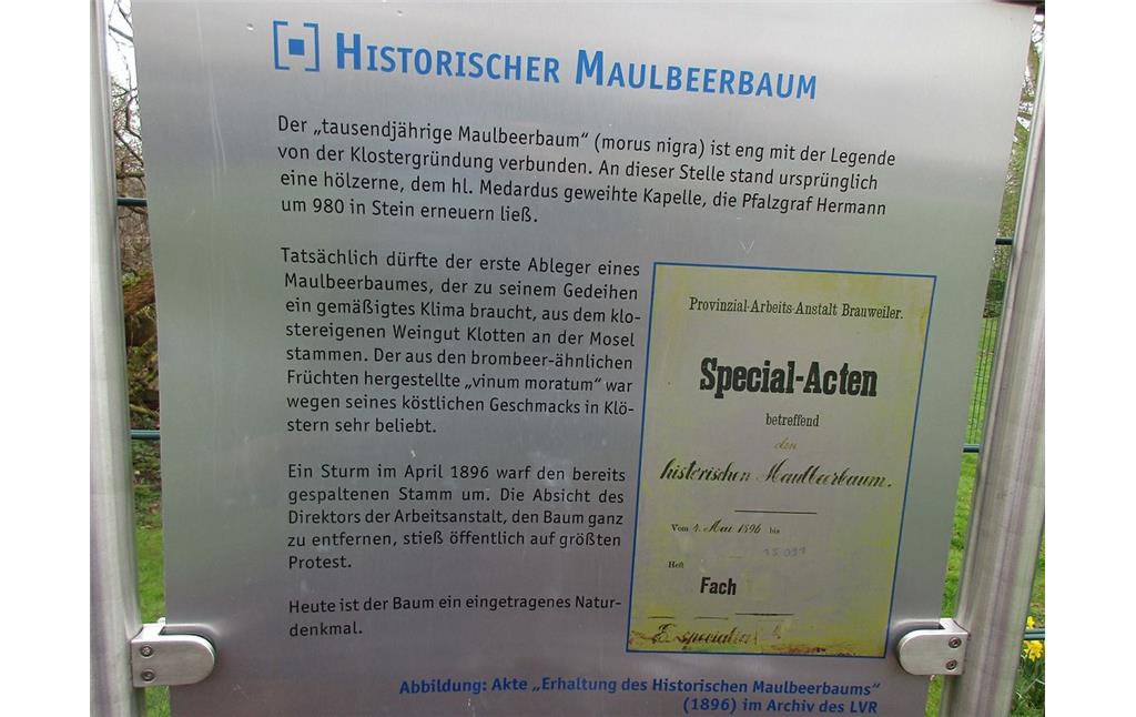 Informationstafel im Abteipark Brauweiler am Naturdenkmal "historischer Maulbeerbaum" (2016).