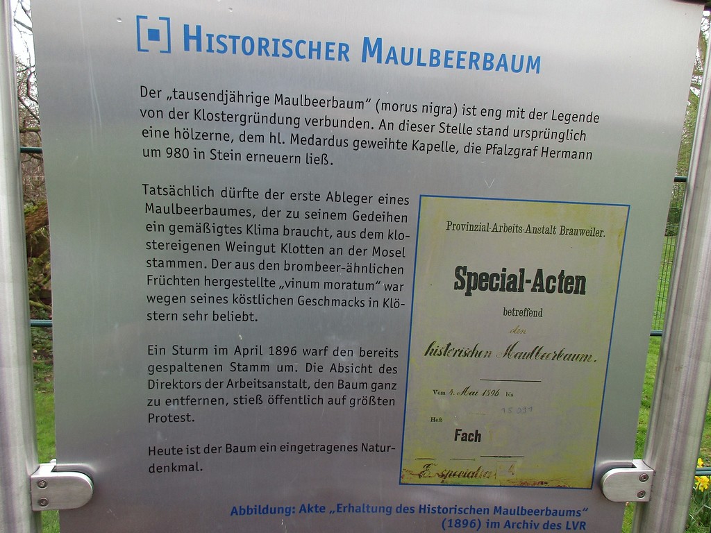Informationstafel im Abteipark Brauweiler am Naturdenkmal "historischer Maulbeerbaum" (2016).