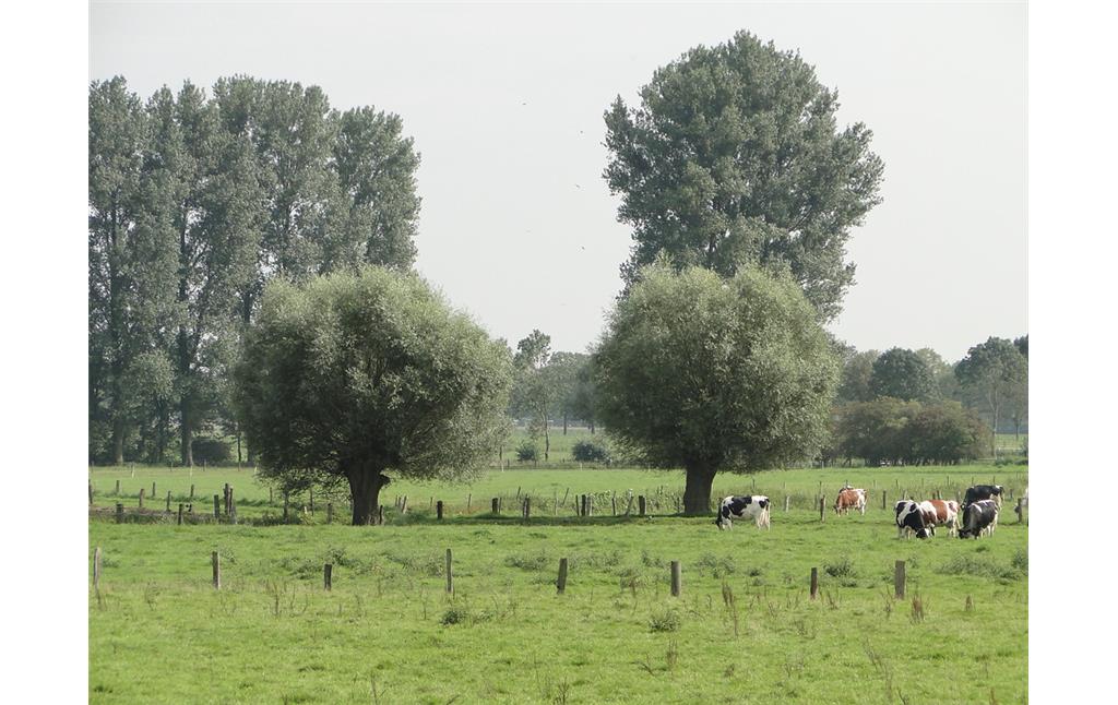 Grünland mit Kopfbäumen und weidenden Rindern - ein typisches Bild der Kulturlandschaft im Uedemerbruch (2011)