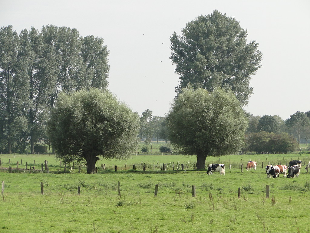 Grünland mit Kopfbäumen und weidenden Rindern - ein typisches Bild der Kulturlandschaft im Uedemerbruch (2011)