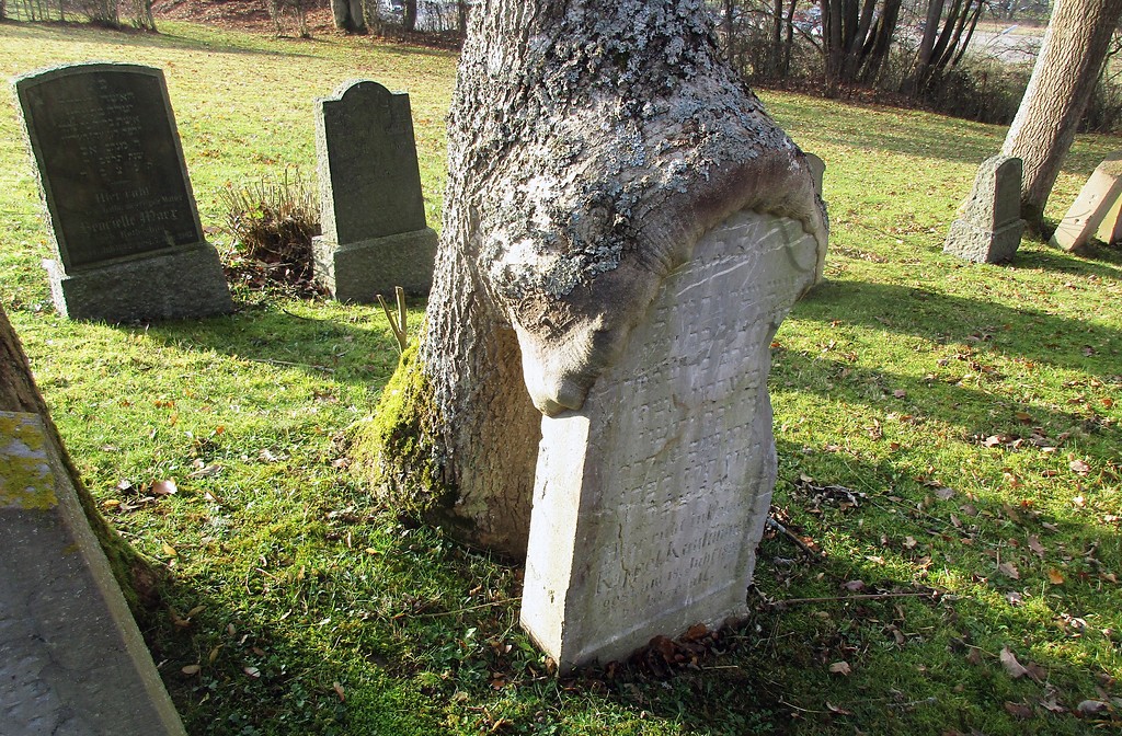 Von einem Baum überwachsener Grabstein von Kappel Kaufmann (gest. 1890) auf dem jüdischen Friedhof am Zengselsberg in Blumenthal (2016).