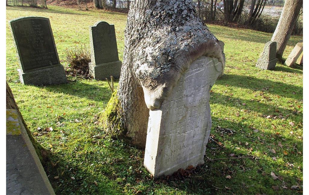 Von einem Baum überwachsener Grabstein von Kappel Kaufmann (gest. 1890) auf dem jüdischen Friedhof am Zengselsberg in Blumenthal (2016).