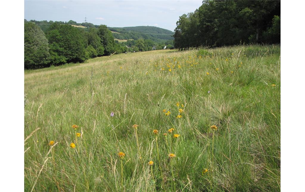 Artenreiche Weiden im Naturschutzgebiet Grünlandkomplex westlich Löffelsterz (2010)