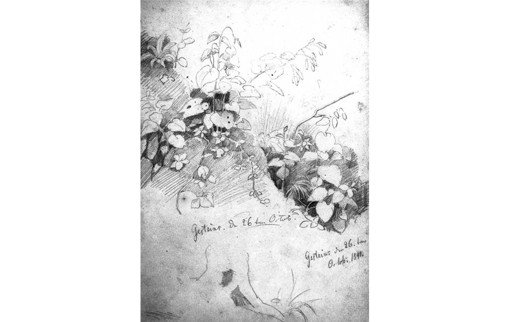 Friedrich August de Leuw, Pflanzenstudie, Bleistiftzeichnung, 17,5 x 13 cm, bez. Gesteins den 26. Oktober 1841, Skizzenbuch Nr. 2, S. 10, Privatbesitz Solingen.