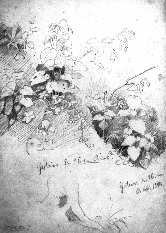 Friedrich August de Leuw, Pflanzenstudie, Bleistiftzeichnung, 17,5 x 13 cm, bez. Gesteins den 26. Oktober 1841, Skizzenbuch Nr. 2, S. 10, Privatbesitz Solingen.
