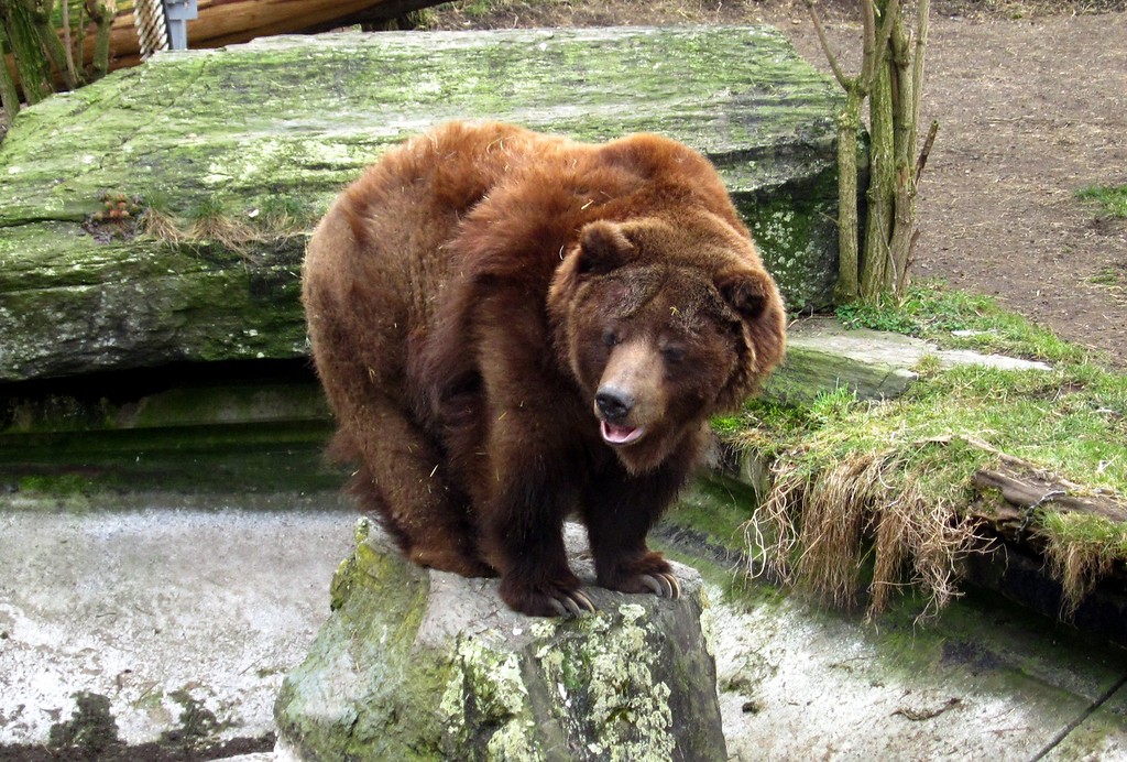Grizzlybär (Ursus arctos horribilis) im Gehege des Kölner Zoos (2013)