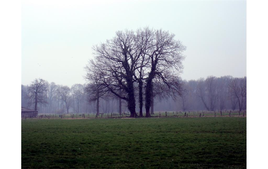 Baumgruppe im westlichen Teil des Uedemerbruchs (2011)