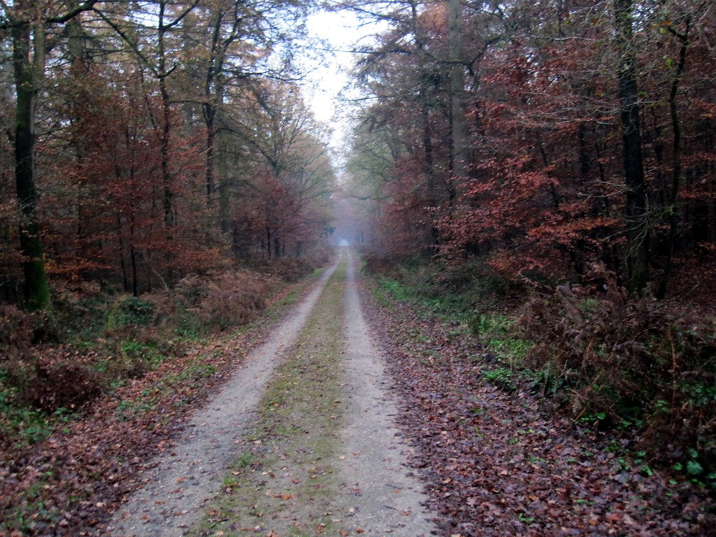 Forstweg (Jagenweg) im Reichswald (2011)