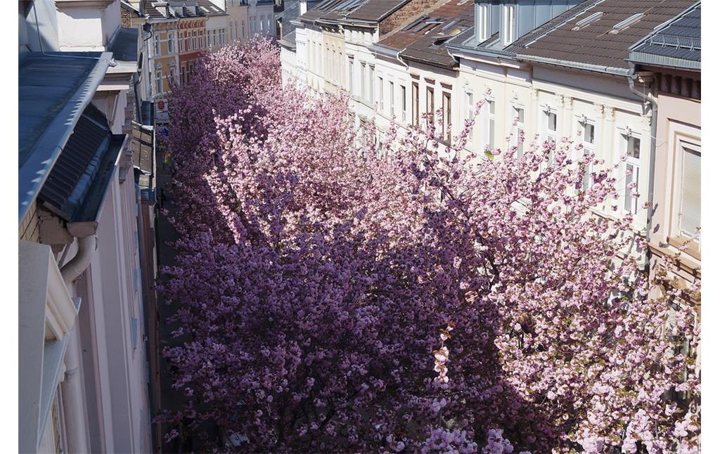 Die Breite Straße in der Bonner Nordstadt wird im Frühjahr von der Blütenpracht japanischer Zierkirschen erfüllt. Im April 2015 bilden die Blüten ein fast geschlossenes Dach über dem Straßenraum. Das Bild zeigt einen Blick in die Breite Straße von oben.