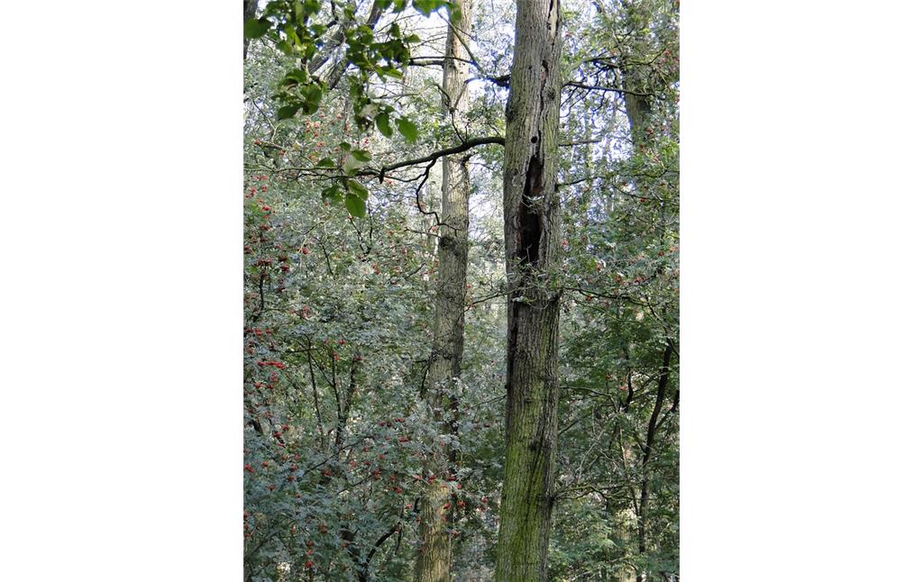 Höhlenbaum in einem Wald im Uedemerbruch (2011).