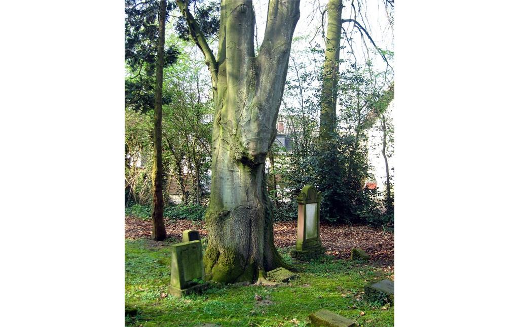 Grabstellen neben einem Altbaum auf dem Jüdischen Friedhof am Ostglacis in Wesel (2014)