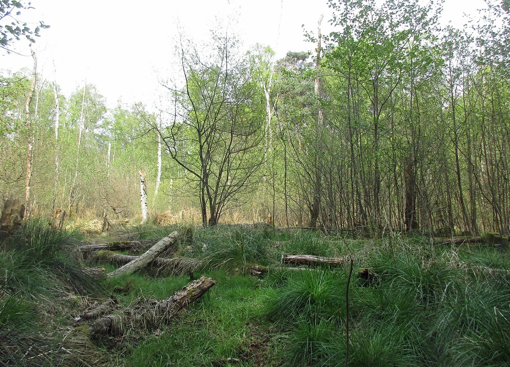 Teichlandschaft Lohmarer Wald zwischen Lohmar und Siegburg: Das Gebiet am Pfahlweiher bei Siegburg-Stallberg, ein so genannter "Himmelsteich" mit vormals fast 6 Hektar Wasserfläche (2017).