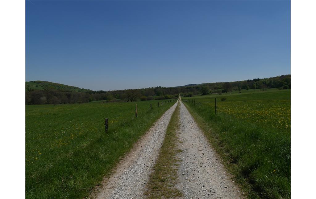 Die Grünlandflächen bei der Lehnmühle bei Schöneberg erschließender Landwirtschaftsweg, Blickrichtung Osten (2017)