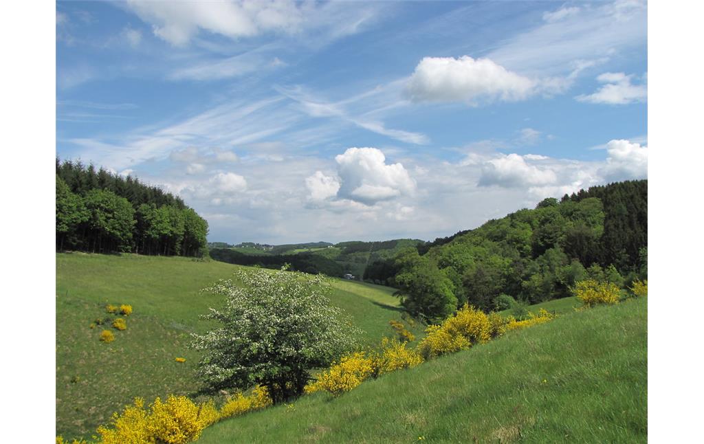 Blick auf den südlichen Bereich des Naturschutzgebiet Hangmulde Strasserhof bei Morsbach mit blühendem Ginster und Weißdorn (2015)