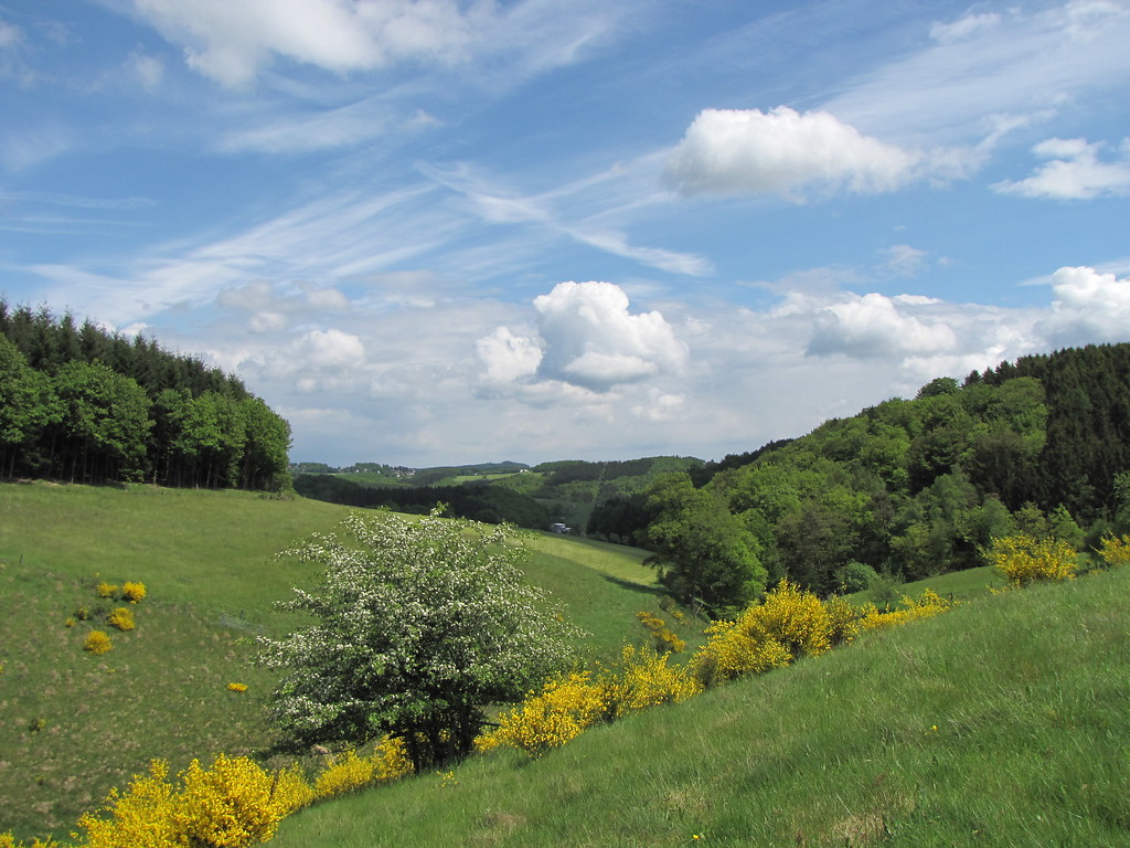 Blick auf den südlichen Bereich des Naturschutzgebiet Hangmulde Strasserhof bei Morsbach mit blühendem Ginster und Weißdorn (2015)