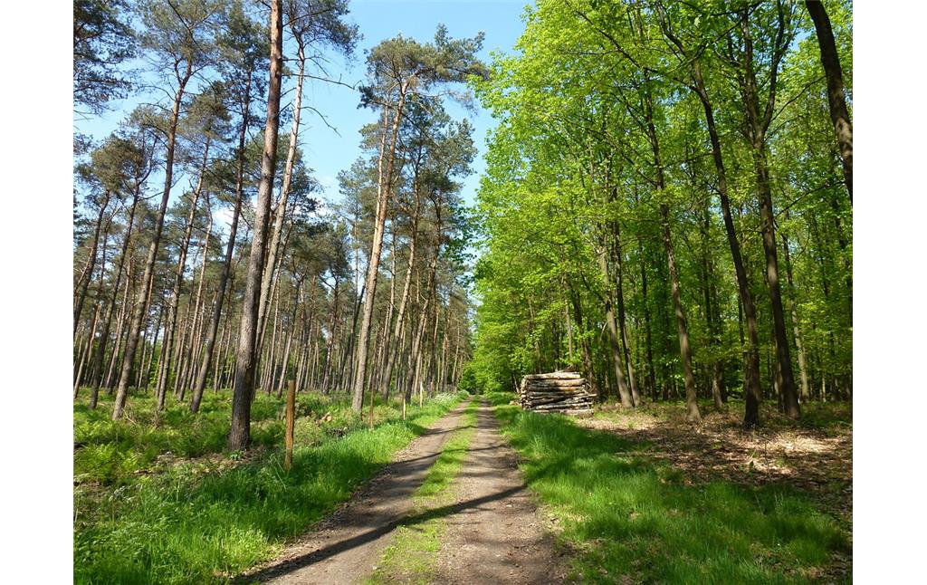 Blick in einen Kiefern- und einen Laubmischwaldbestand am Hogefeldsweg im Dämmerwald (2012)