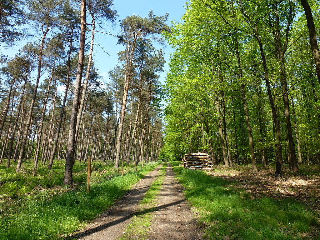 Blick in einen Kiefern- und einen Laubmischwaldbestand am Hogefeldsweg im Dämmerwald (2012)