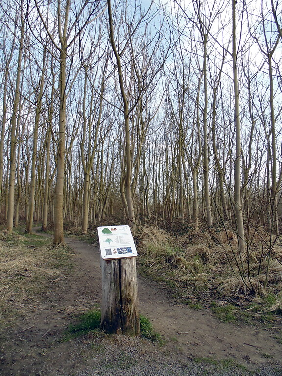Informationstafel mit Pfad des Waldlabors im Stadtwald in Köln-Junkersdorf (2021). Bei den Bäumen handelt es sich um japanische Blauglockenbäume.