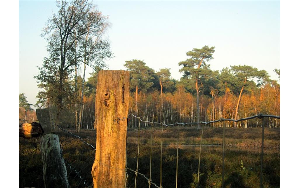 Heidelandschaft und Wald in der Dingdener Heide bei Hamminkeln im Kreis Wesel (2011).