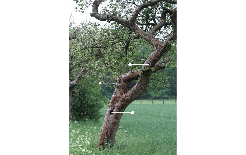 Baum der Obstbaumallee zwischen den Waldgebieten der Leucht und dem Niederkamp (2006) mit im Bild markierten Baumhöhlen