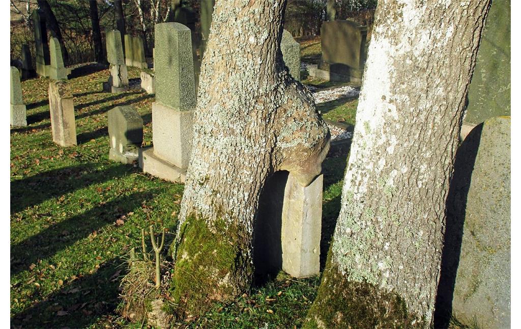 Von einem Baum überwachsener Grabstein auf dem jüdischen Friedhof am Zengelsberg in Blumenthal (2016), rückwärtige Ansicht.