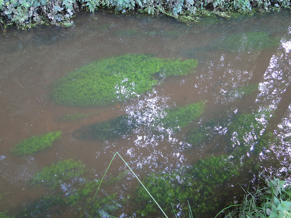 Unterwasservegetation in einem Entwässerungsgraben im Uedemerbruch (2011)