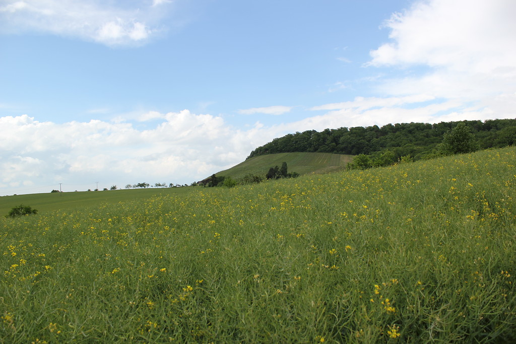 Ackerfläche in der Klosterlandschaft Maulbronn (2012)