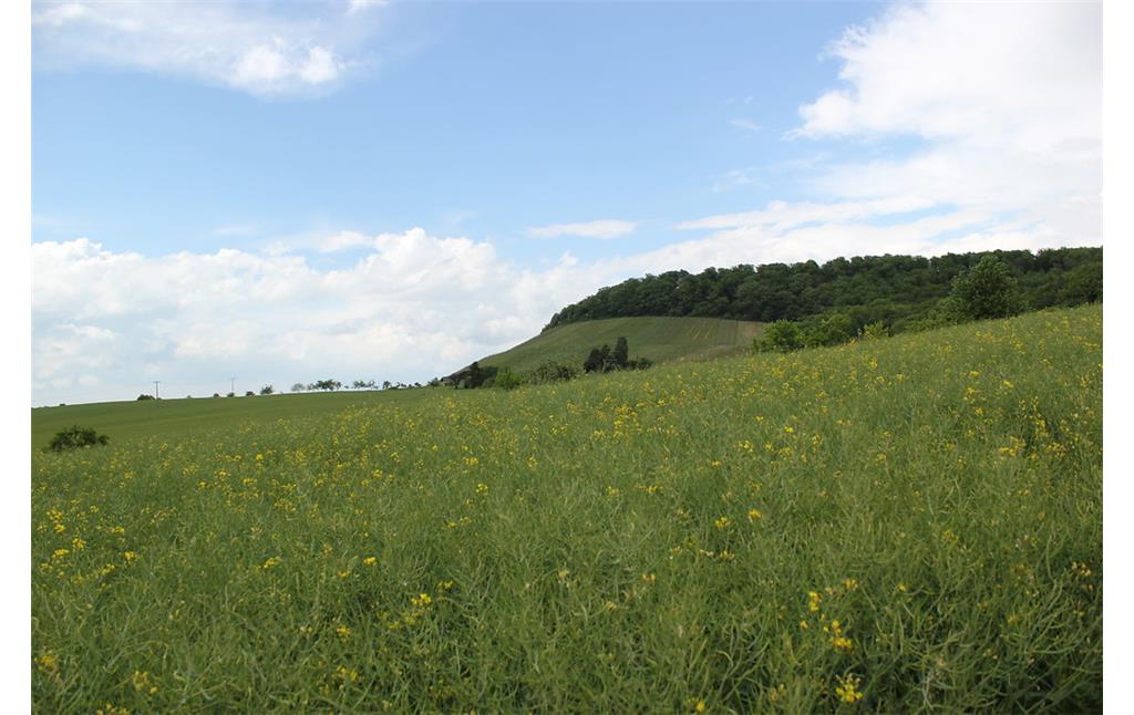 Ackerfläche in der Klosterlandschaft Maulbronn (2012)