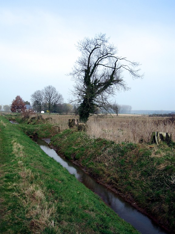 Entwässerungsgraben in Uedemerbruch mit einem einzelnen Baum, der von einer ehemaligen Baumreihe übrig geblieben ist (2011)