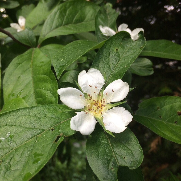 Mispel-Blüte