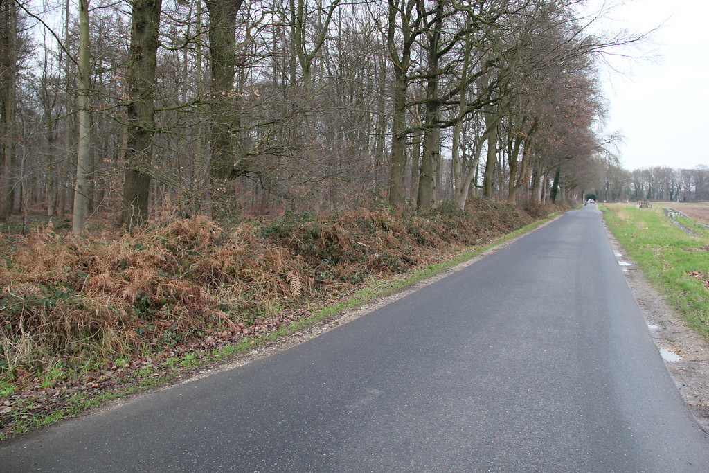 Straße am nordöstlichen Rand von Nierswalde mit angrenzender, ehemals zum Reichswald gehörender Waldfläche (2013)