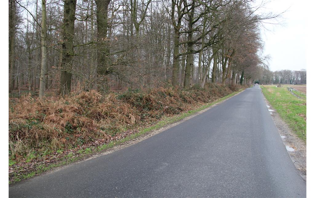 Straße am nordöstlichen Rand von Nierswalde mit angrenzender, ehemals zum Reichswald gehörender Waldfläche (2013)
