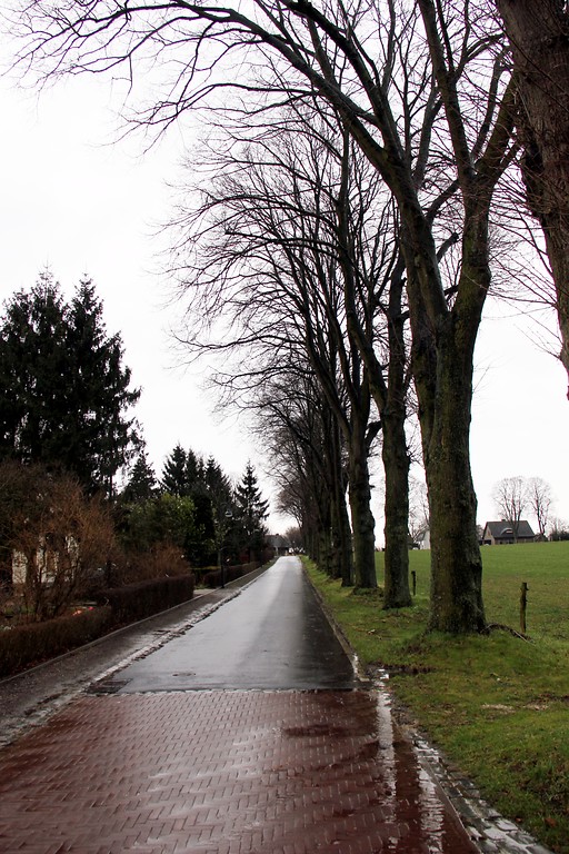 Baumreihe entlang einer Straße in Louisendorf bei Bedburg-Hau am Niederrhein (2015)