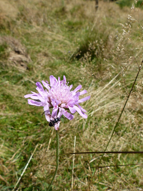 Blüte einer Wiesen-Witwenblume auf einer Magerweide im Naturschutzgebiet Hangmulde Strasserhof bei Morsbach (2016)