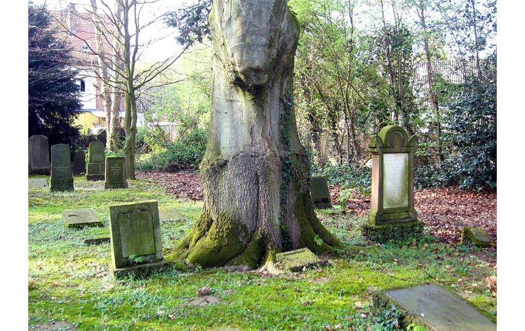 Grabstellen neben einem Altbaum auf dem Jüdischen Friedhof am Ostglacis in Wesel (2014)