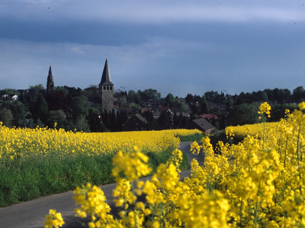 Blick auf den Ortskern von Ratingen-Homberg mit blühenden Rapsfeldern im Vordergrund (2006)