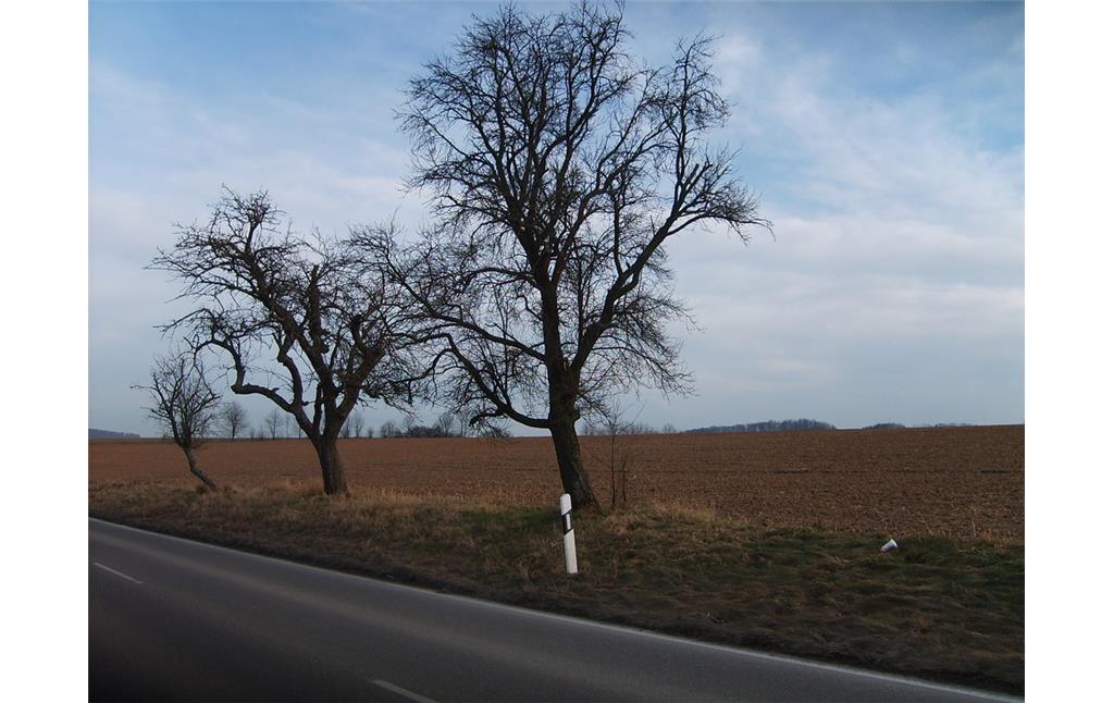 Ackerfläche in der Klosterlandschaft Maulbronn (2012). Im Vordergrund stehen am Straßenrand drei Obstbäume.