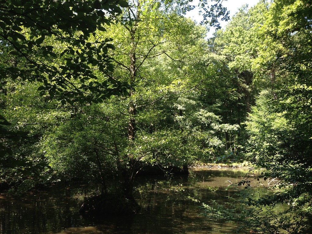 Eine Maar (Feuchtgebiet bzw. Stillgewässer) im Kottenforst im Sommer 2013.