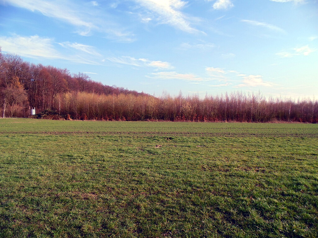 Blick über ein Feld in Richtung des Wildniswaldes im Stadtwald in Köln-Junkersdorf (2021).