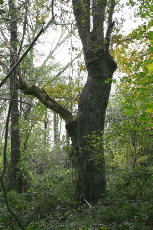 Kopfeichen im Feldgehölz neben dem Waldgebiet der Leucht in Issum (2012)