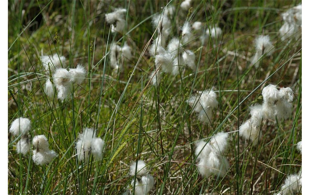 Früchte von Wollgräsern in den Drevenacker Dünen, die durch ihre From und weiße Farbe an Wattebäusche erinnern (2013).