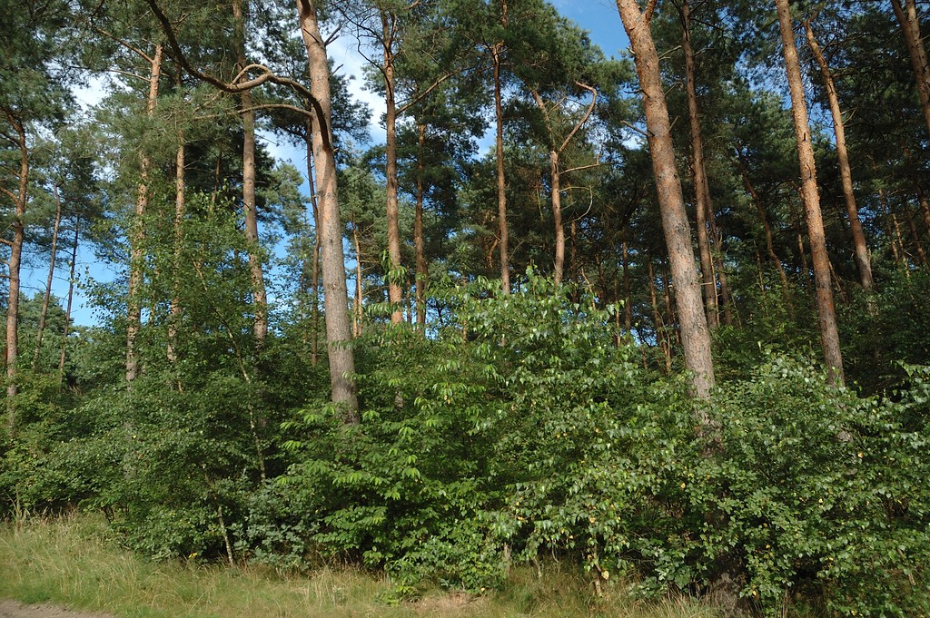 Das Bild zeigt den Saum einen Kiefernforstes in den Drevenacker Dünen (2012).