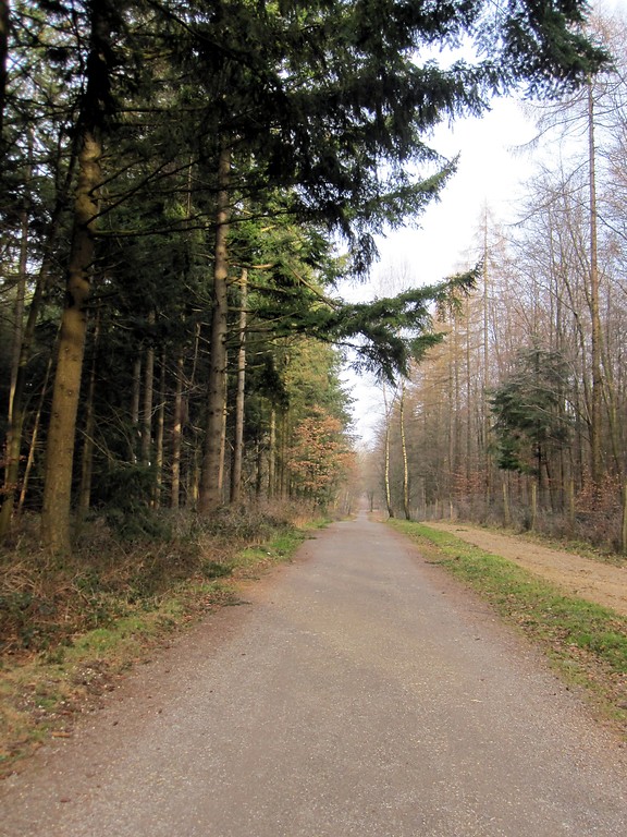 Jagenweg mit Blick auf Düffelt im Reichswald (2012)